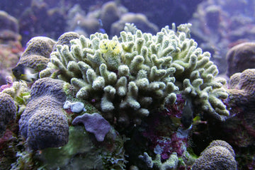 Diving Bon Bini Na Kas Reef in Bonaire