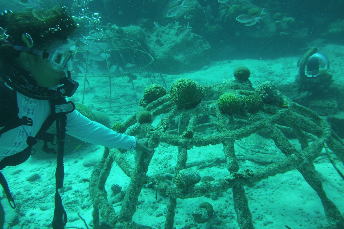 Reef Restoration in Bonaire