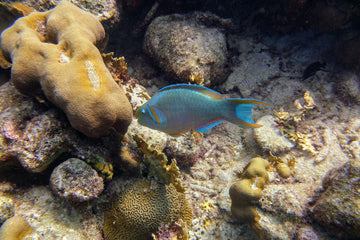 My Favorite Marine Life to Photograph