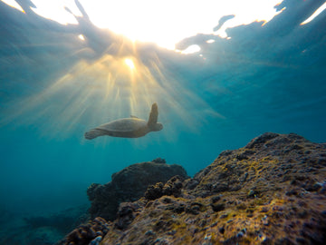 An Amateur’s Guide to Amateur Underwater Photography