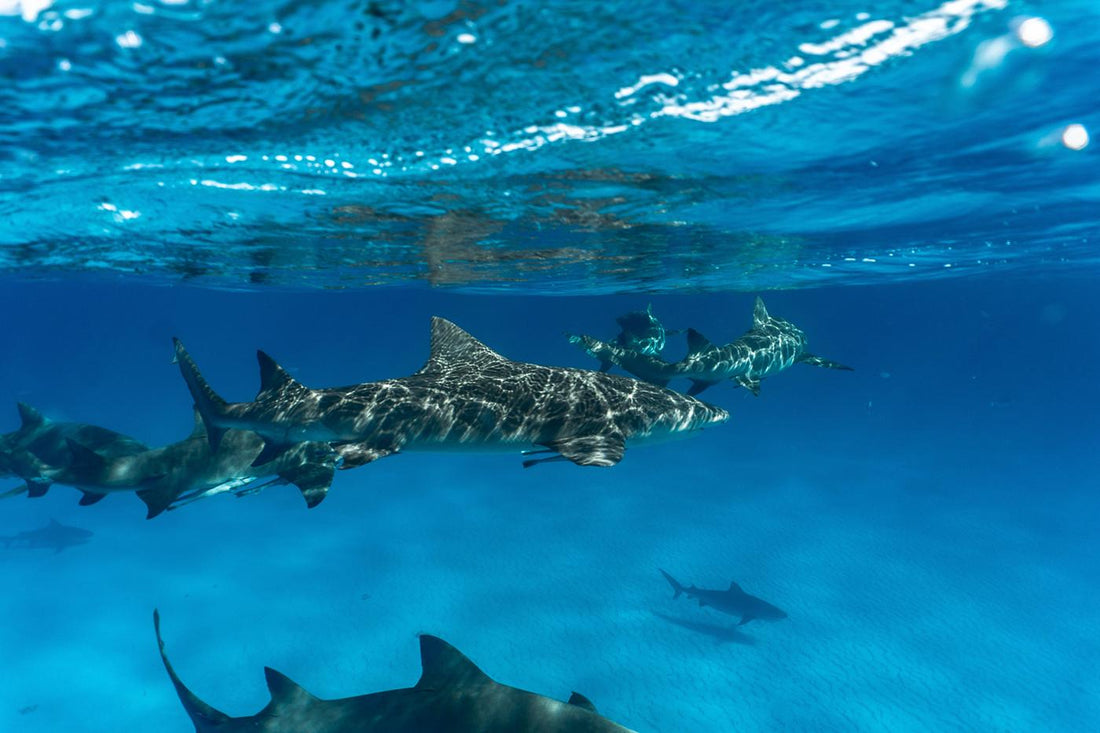 Why Lizzie Loves Sharks